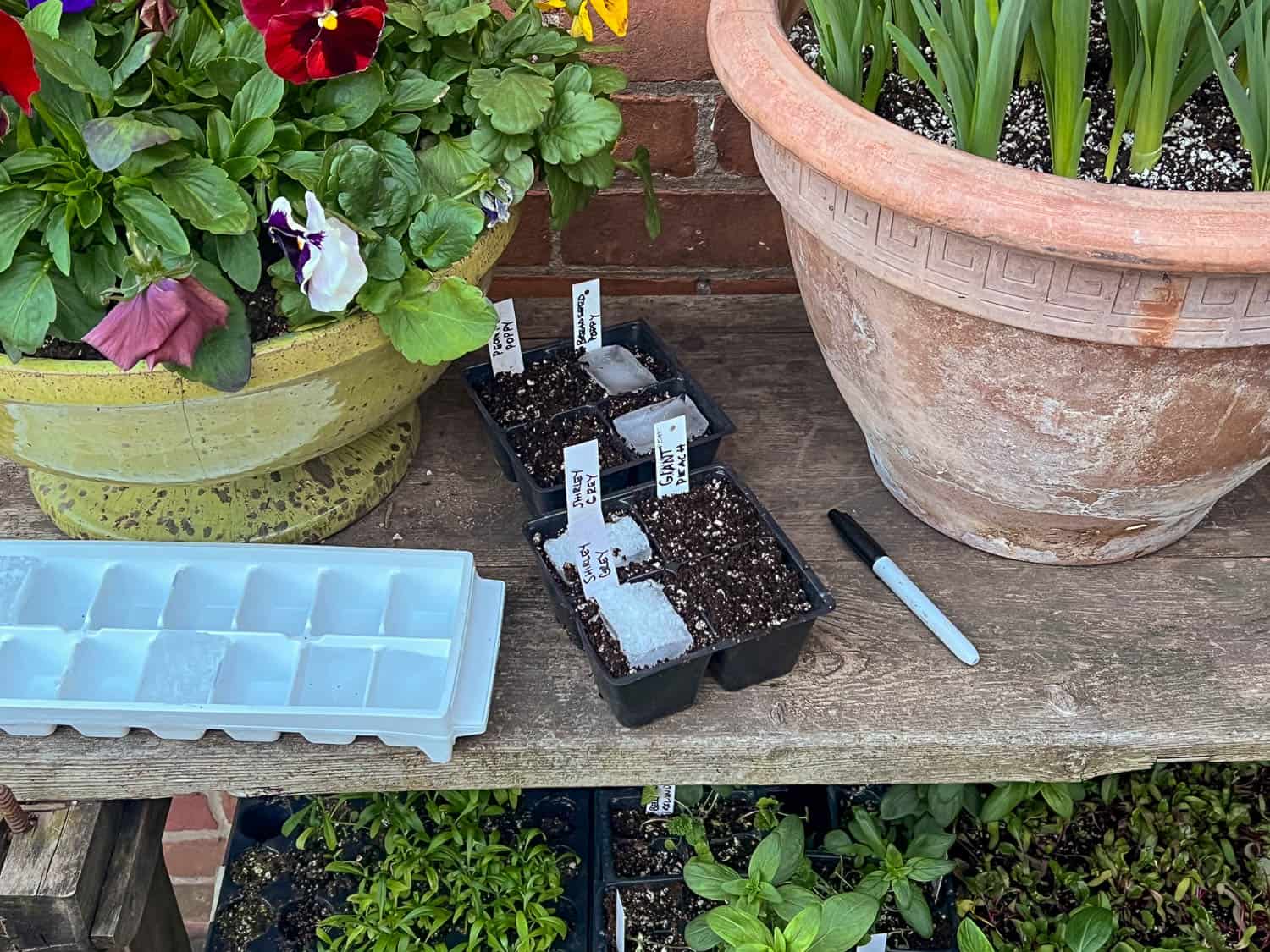 Poppy seeds planted in ice cubes in plastic pots on a wood potting bench with potted flowers.