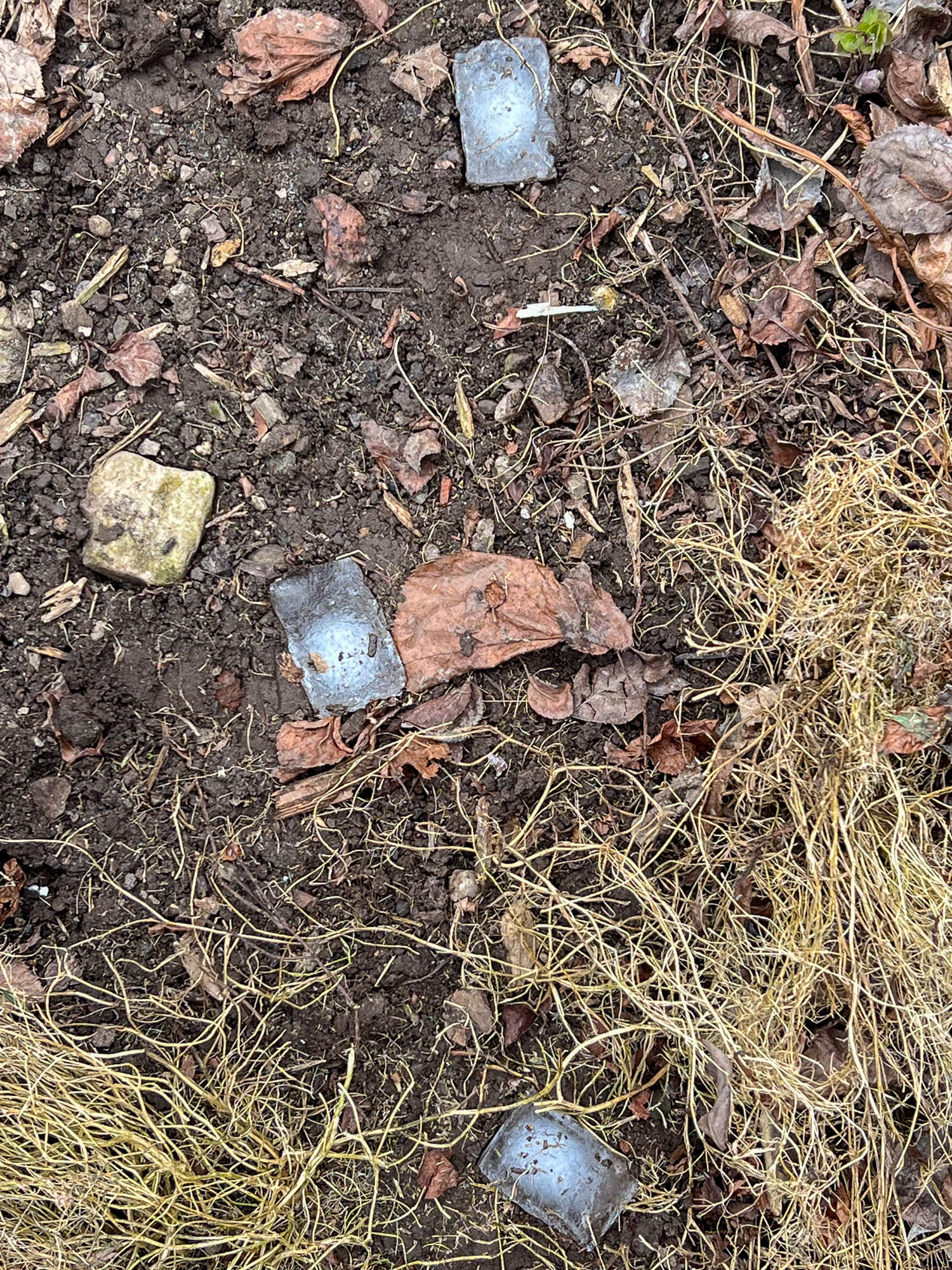 Ice cubes containing poppy seeds in the soil of a garden.