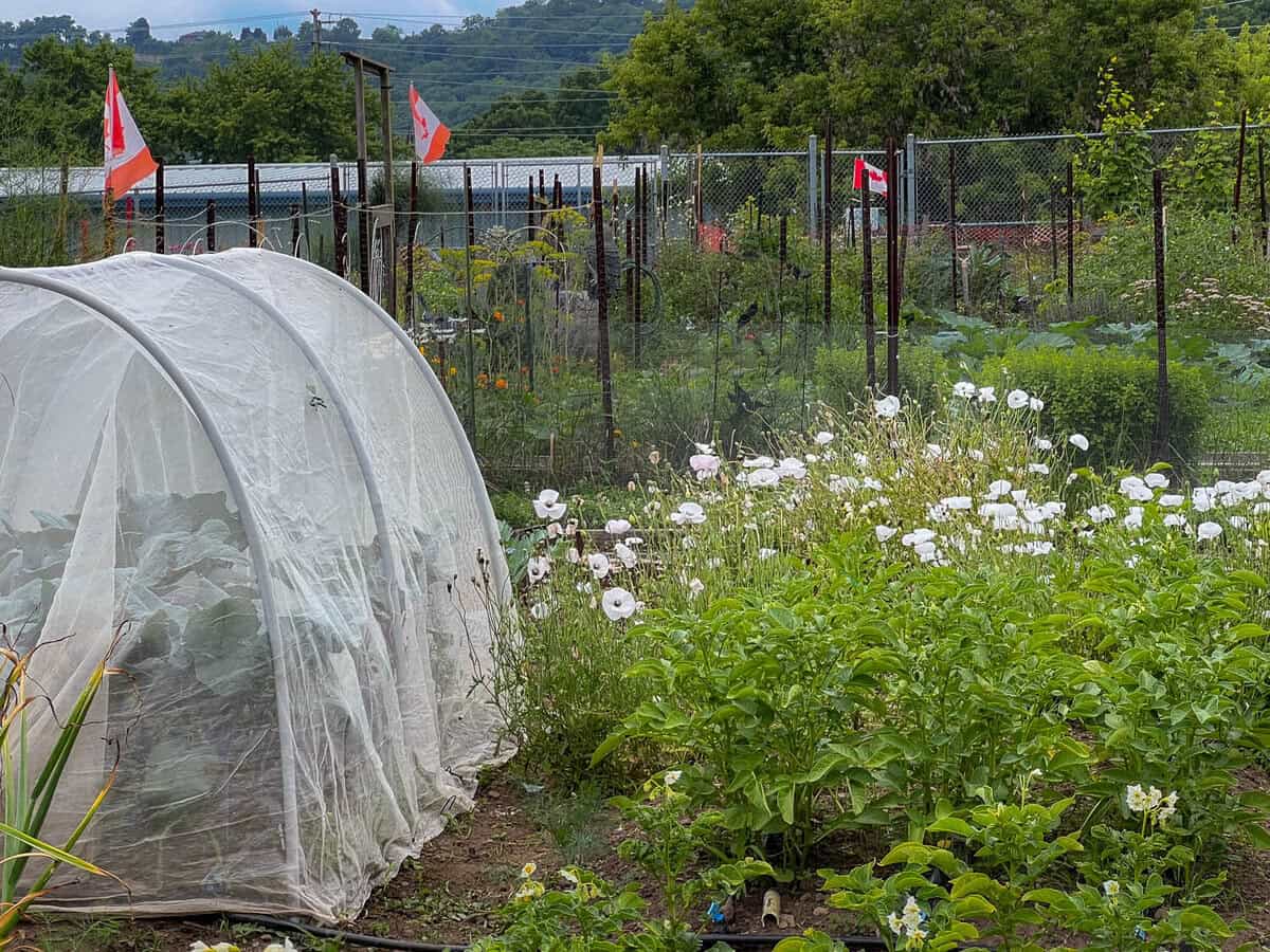 Vegetable garden with row covered hoop house and poppies growing in potato bed.
