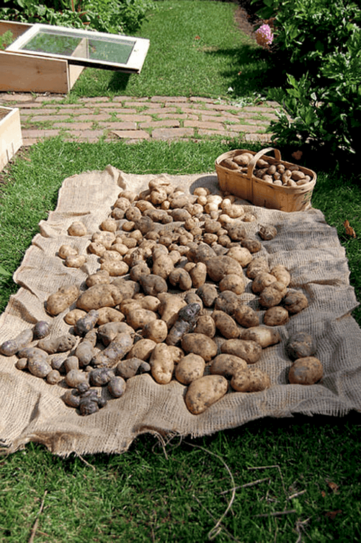 A wide variety of potatoes dry on a burlap cloth in the sun.