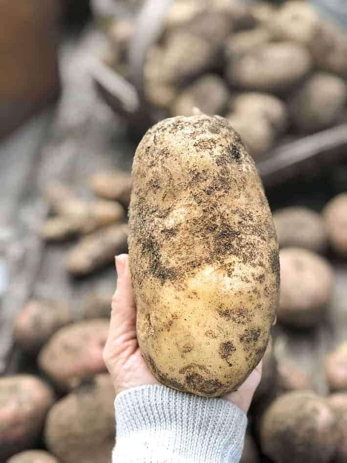 Massive home grown potato held in hand in garden.