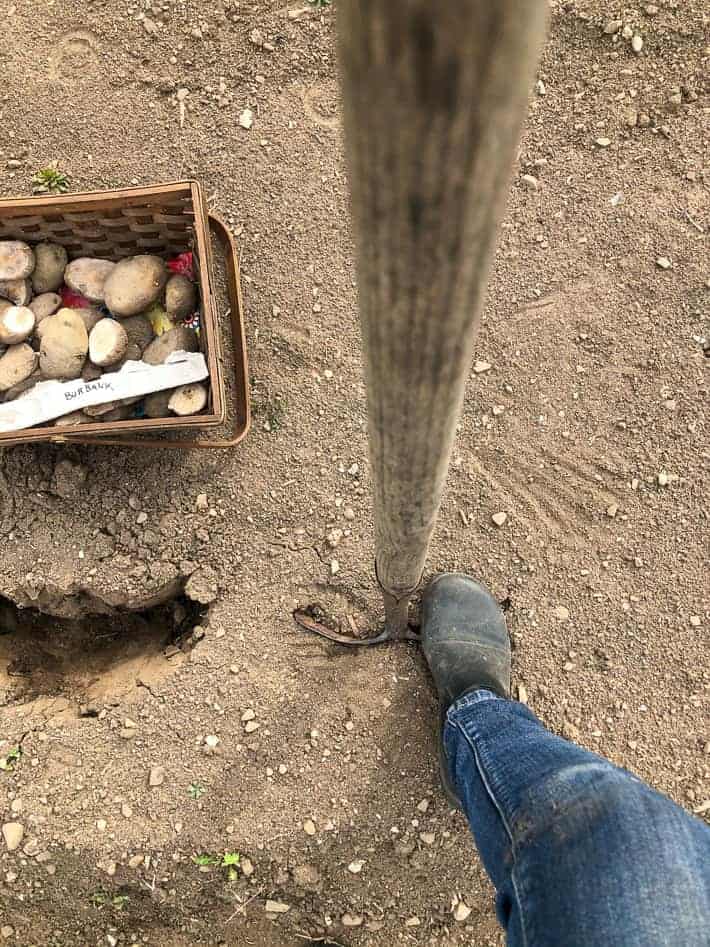 Shovel sliding into soil with wicker basket of potatoes on the soil beside it.