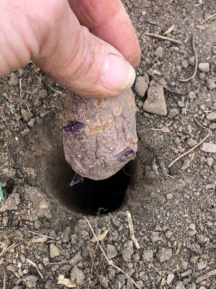 Dropping a chitted purple potato into a hole in the soil.