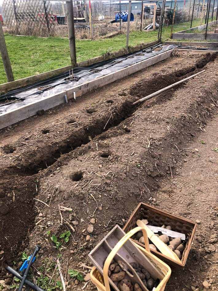 A 16' long raised bed of soil with a trench dug down the middle for potato planting.