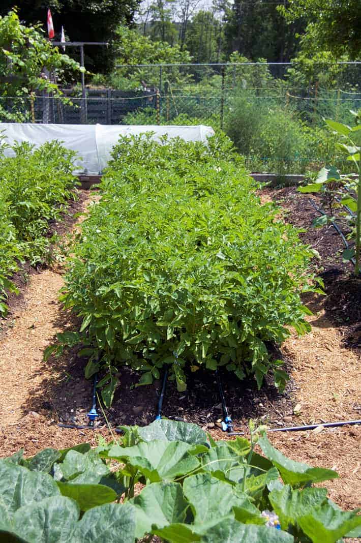 A 16' long, 3' wide bed of potato plants in their peak of growth