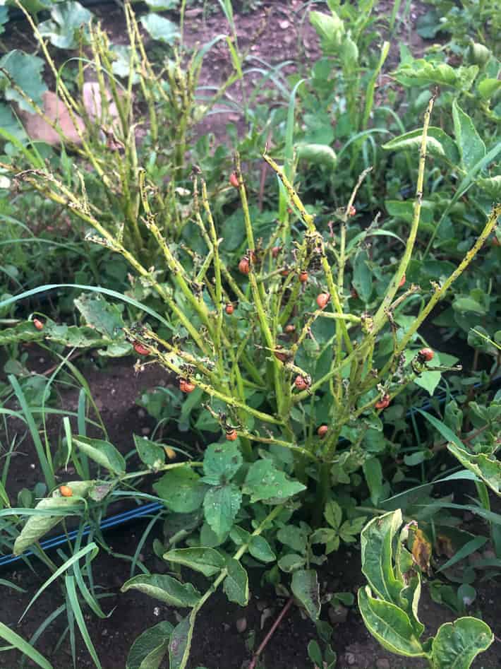 Colorado potato beetles dessimating potato plant.