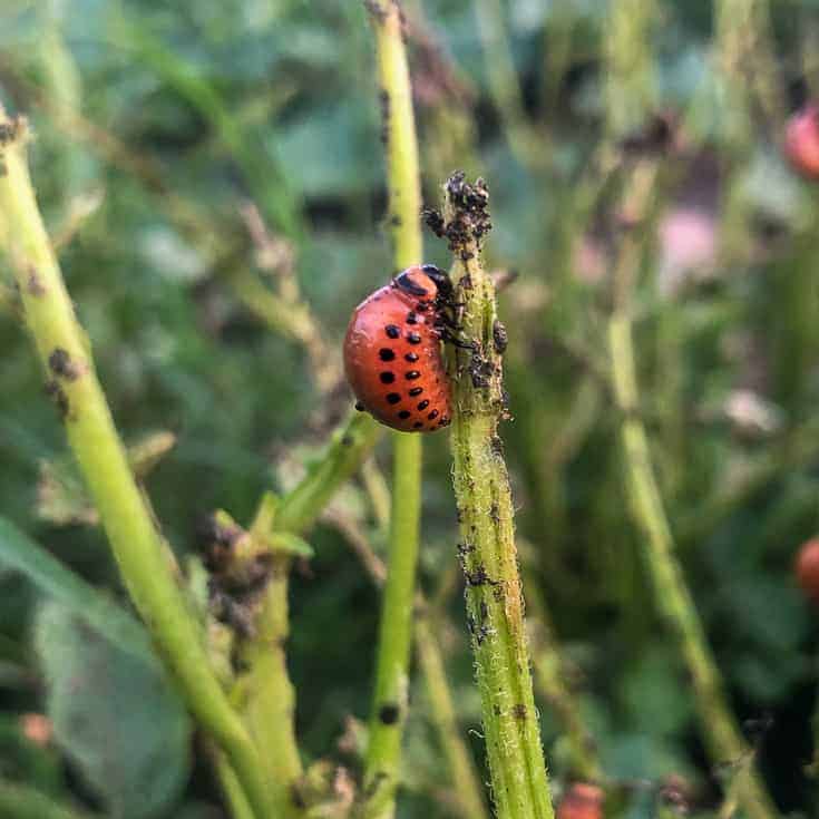 Later instar of Colorado potato beetle larvae.