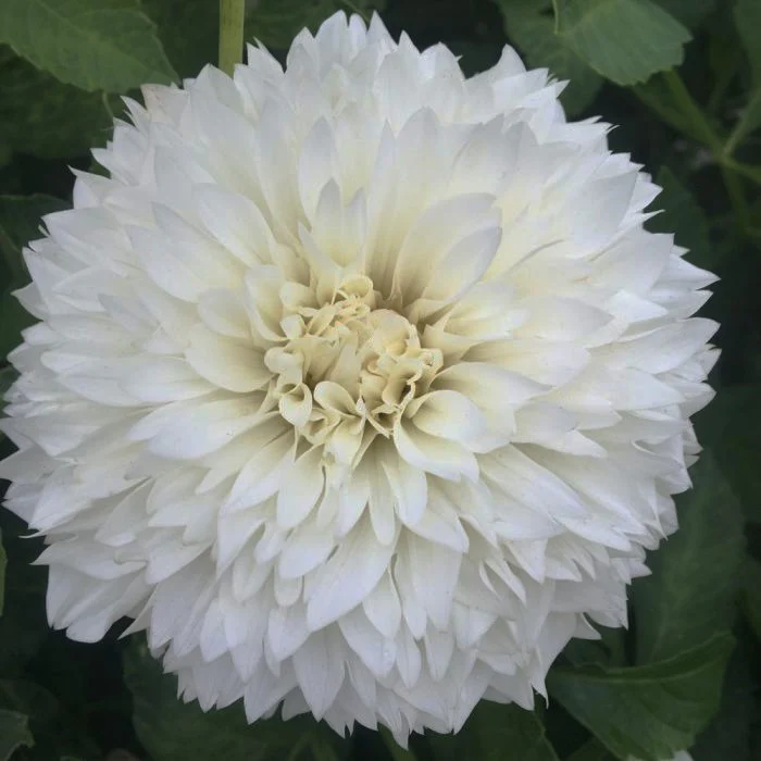 Gitts Attention, white dahlia bloom with snipped tips.