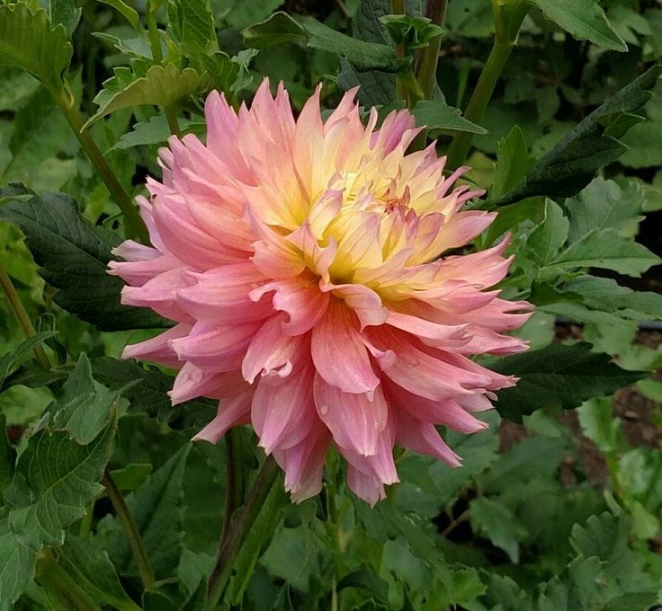 Miss Teagan bloom on dahlia plant.