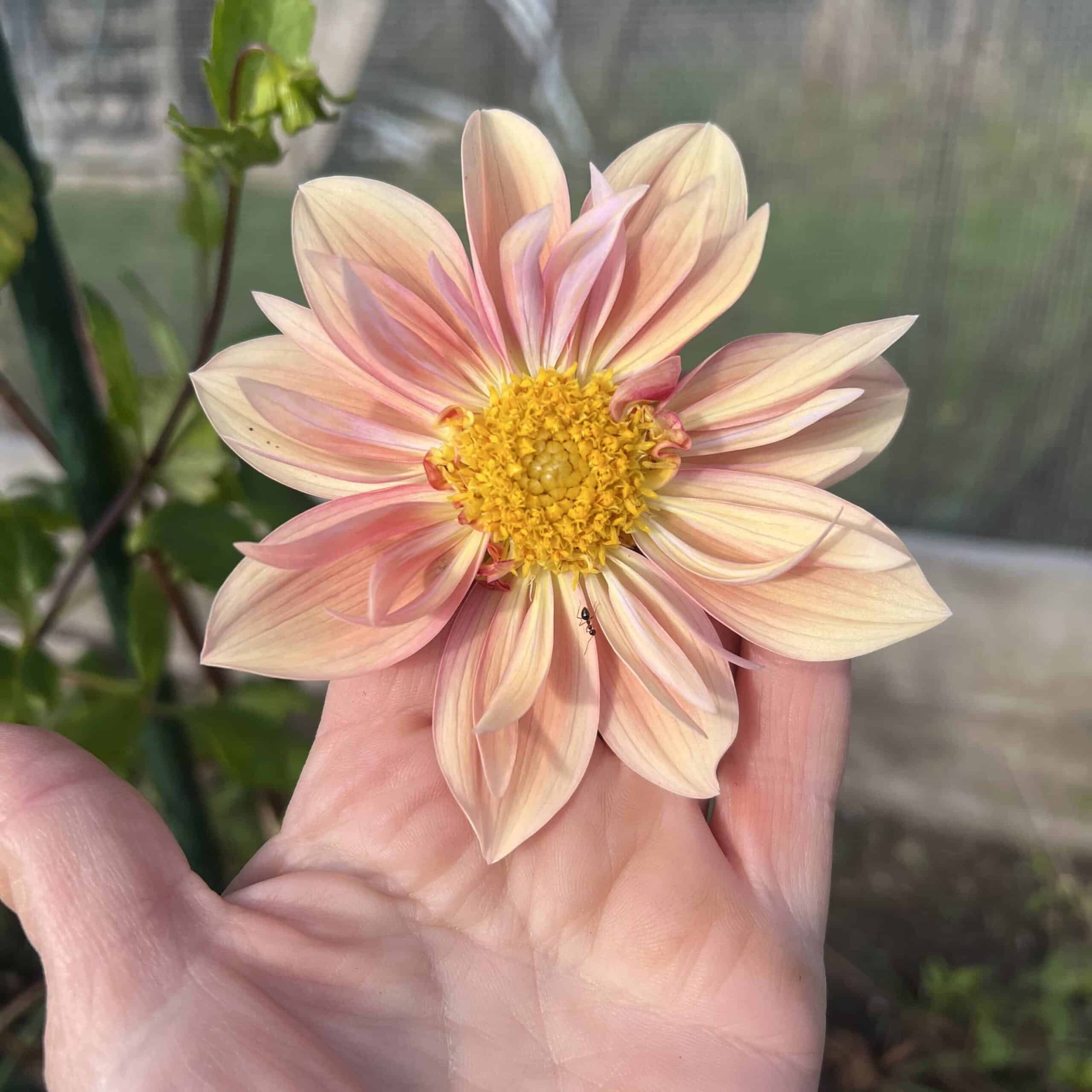 First year Petite Floret dahlia from Floret seed with an orchette form.
