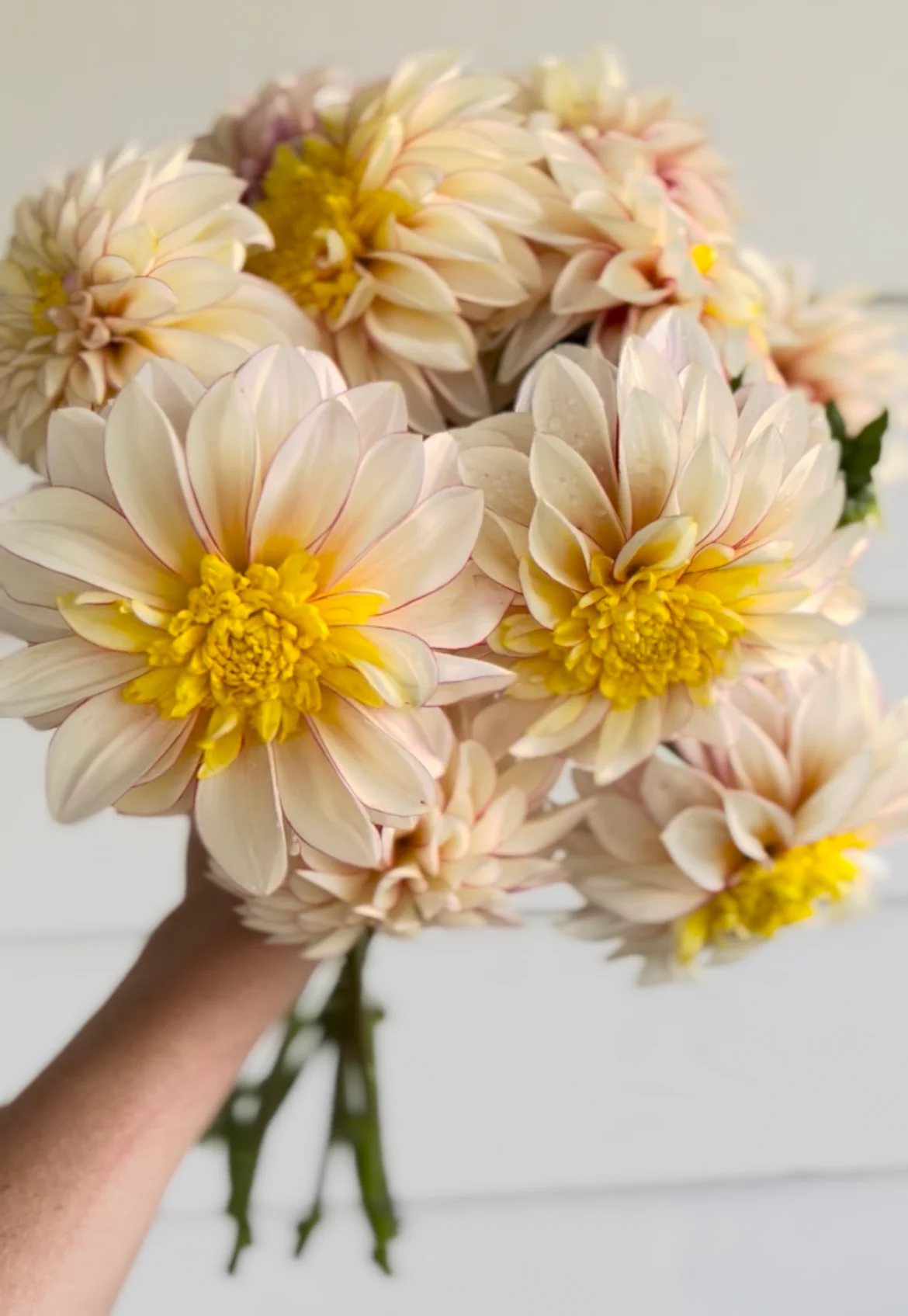 Hand held bouquet of Polka dahlias from Five Acres. 
