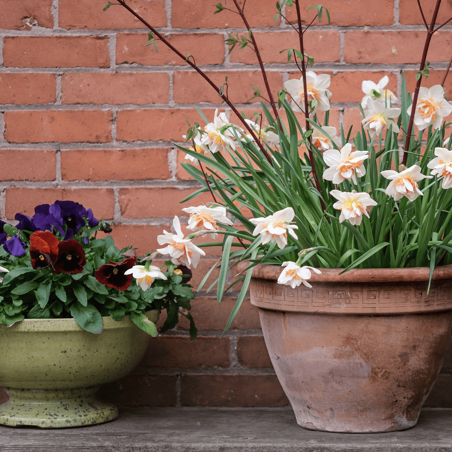 Fancy daffodils blooming in a large clay pot next to a green low planter filled with pansies.