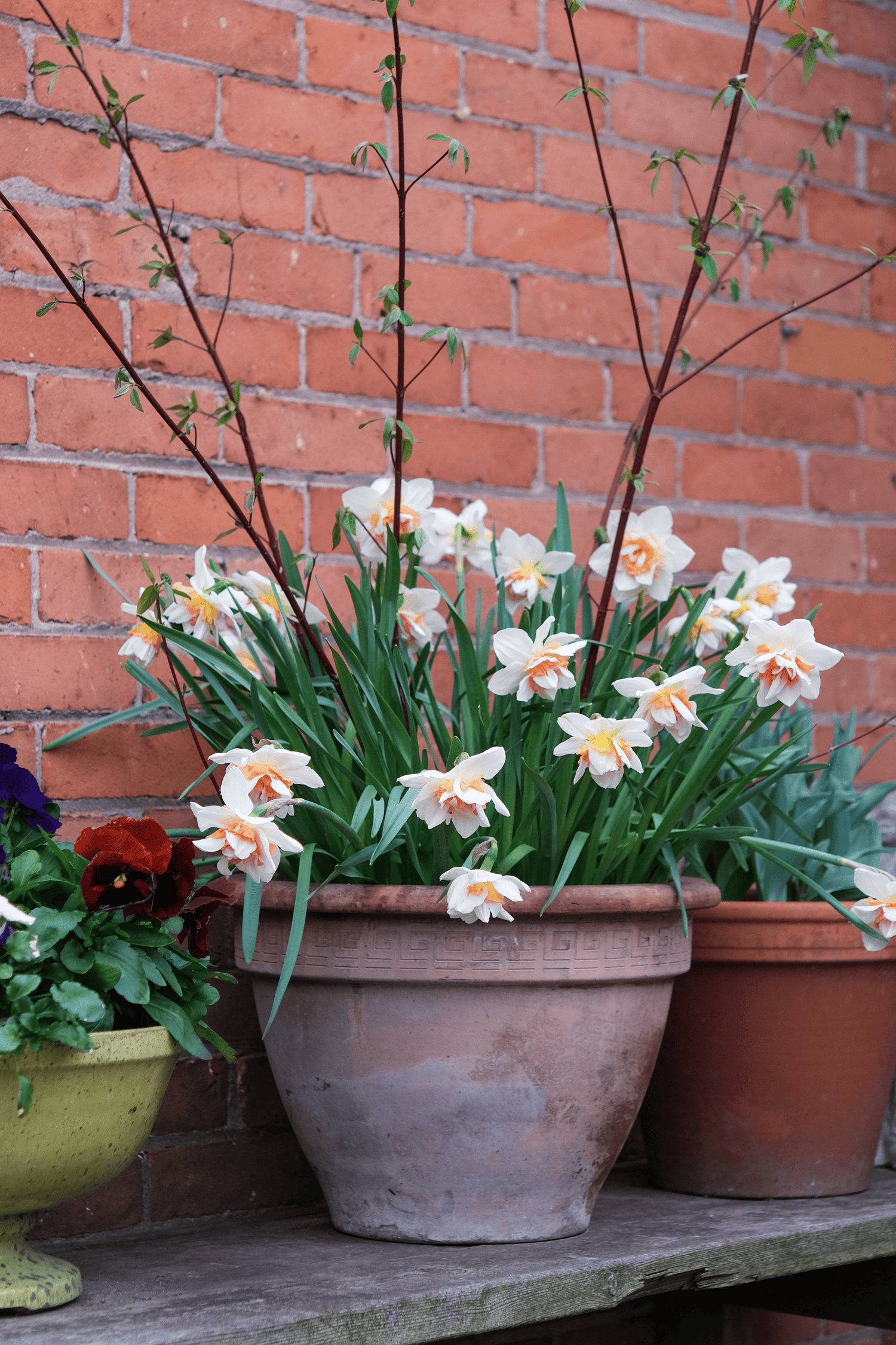 Potted daffodils in a clay pot in front of a red brick wall.