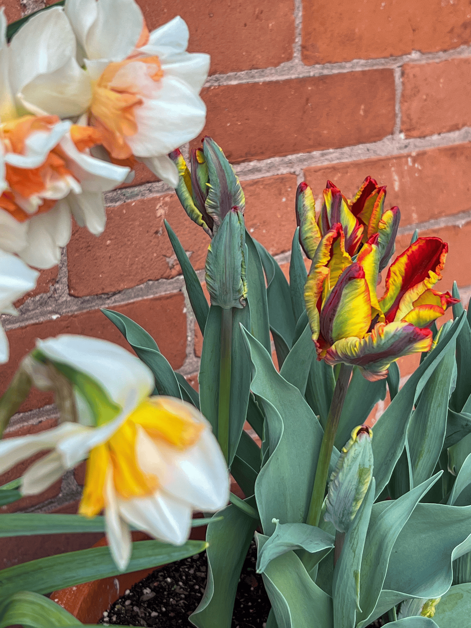Rasta tulip beside dropping daffodil flowers.