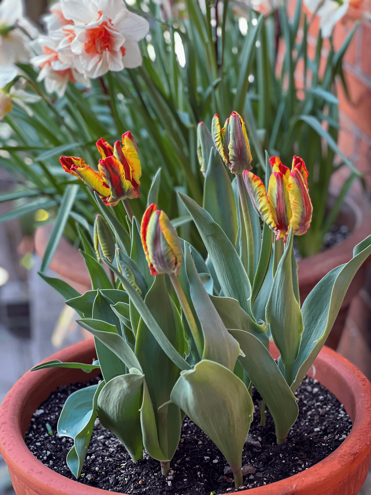 Rasta parrot tulips in a clay pot.