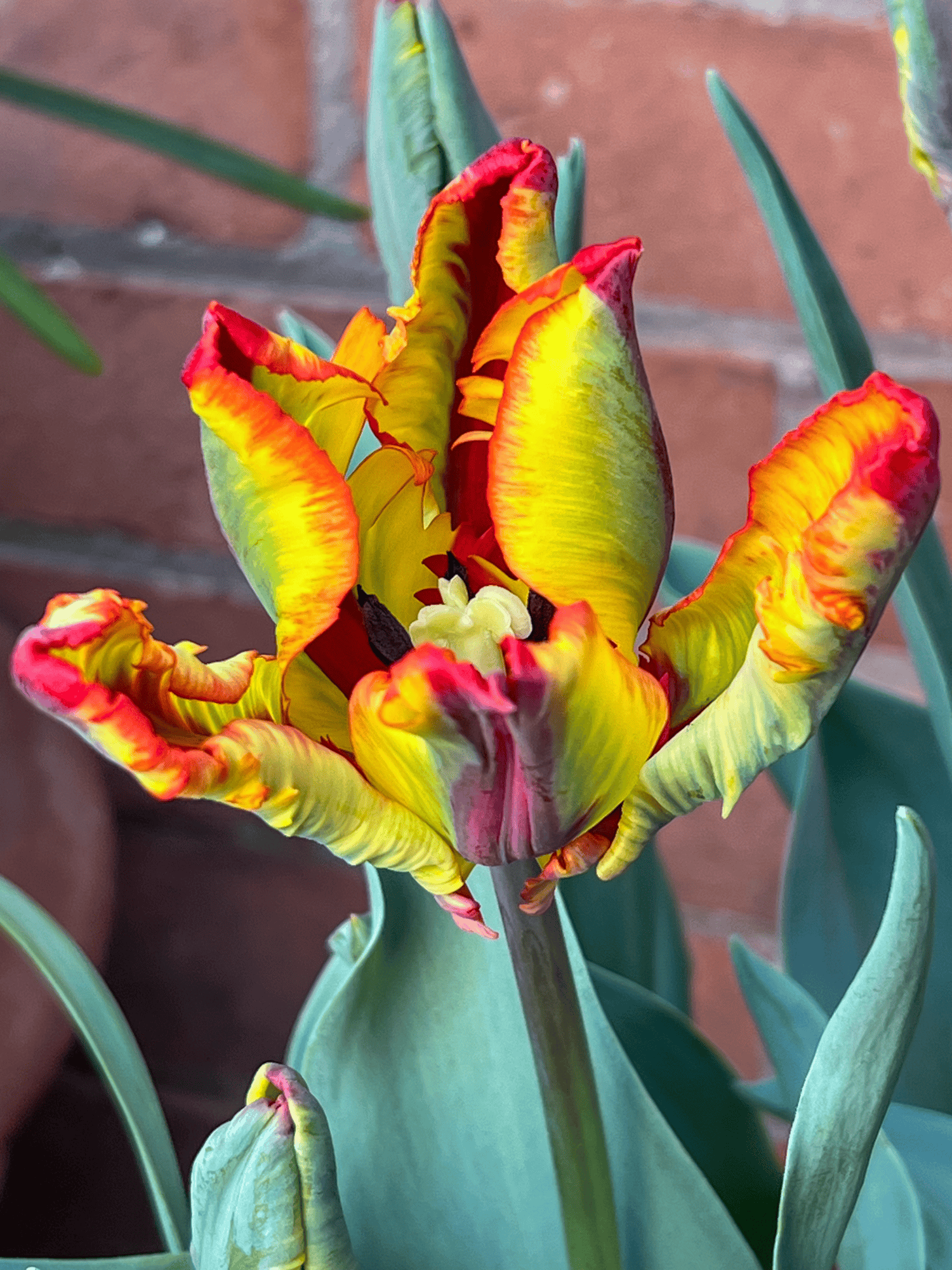 Rasta parrot tulip in full bloom.