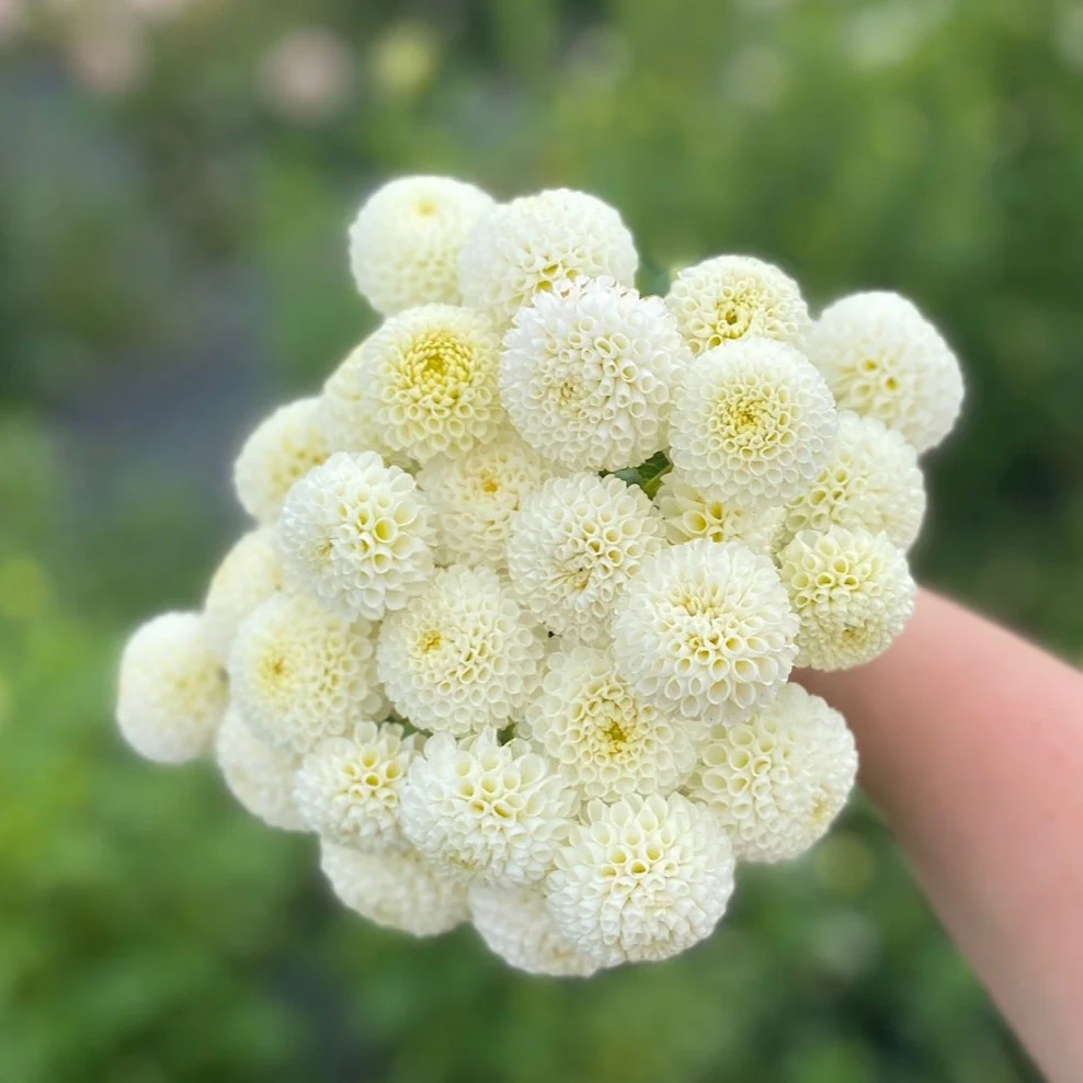 Tiny Treasure Pompon dahlia bundle from