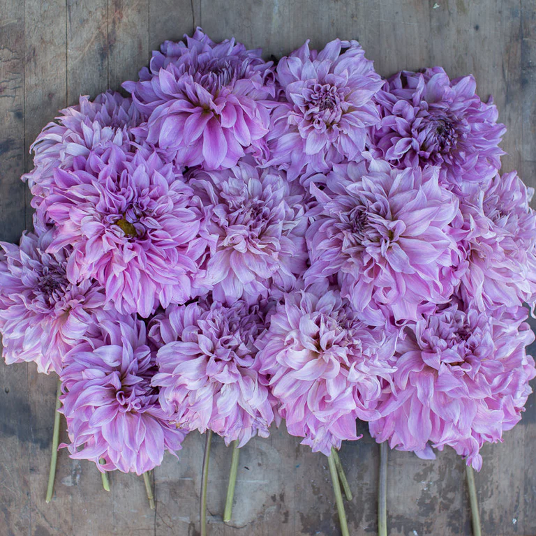 Several Vassio Meggos light purple dahlia blooms laid out.