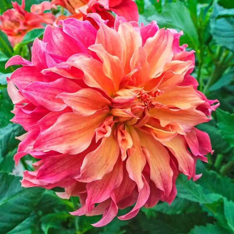 Huge, 10" Belle of Barmera dahlia bloom.