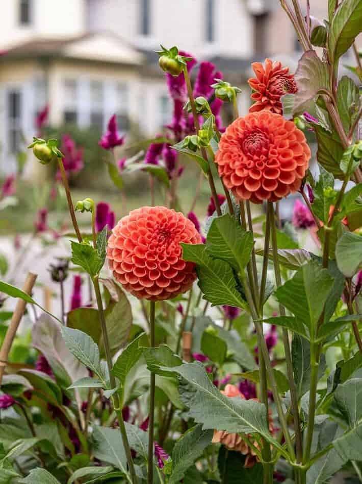 Cornel Bronze ball dahlia on long stems in garden.