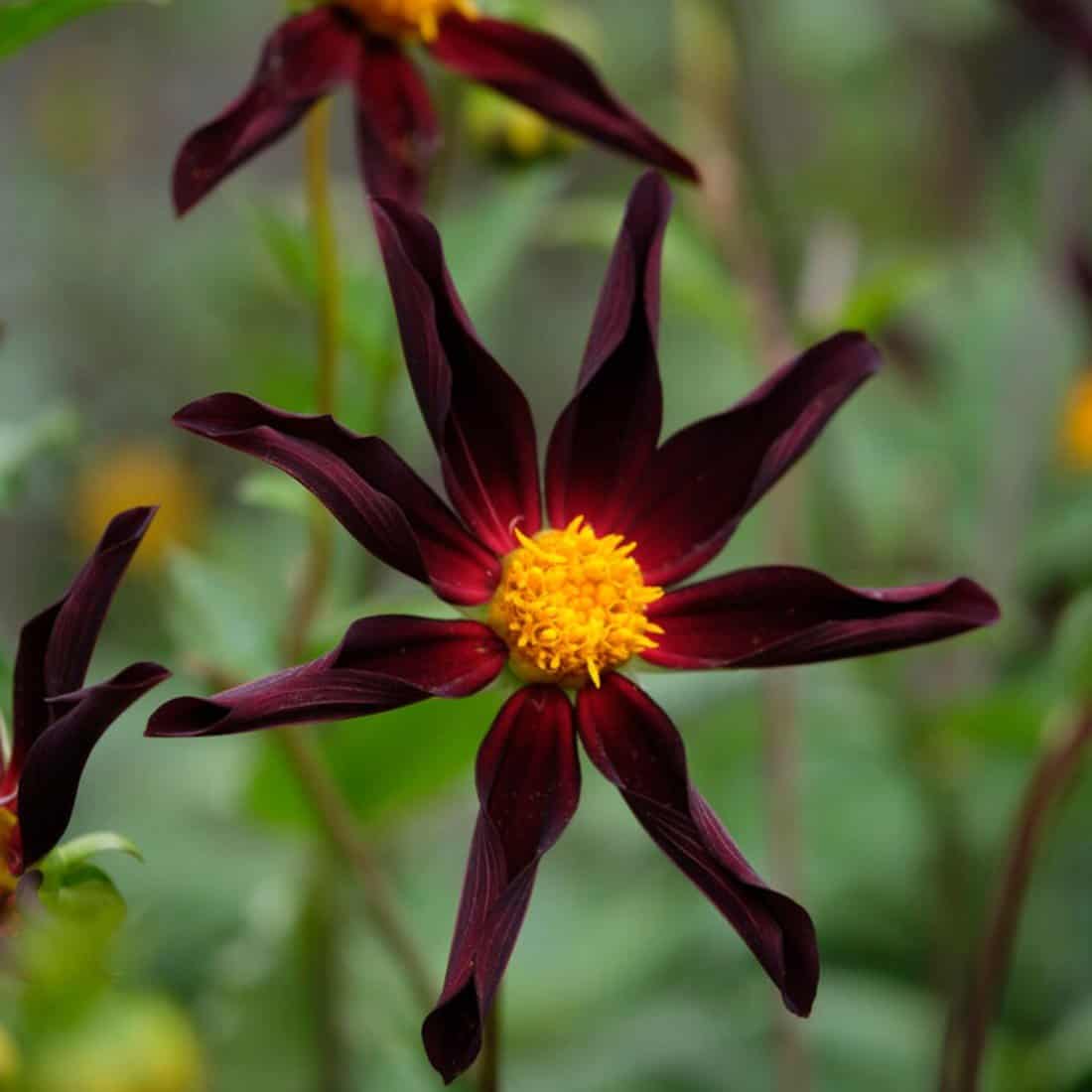 Verrone's Obsidian orchid looking spidery.