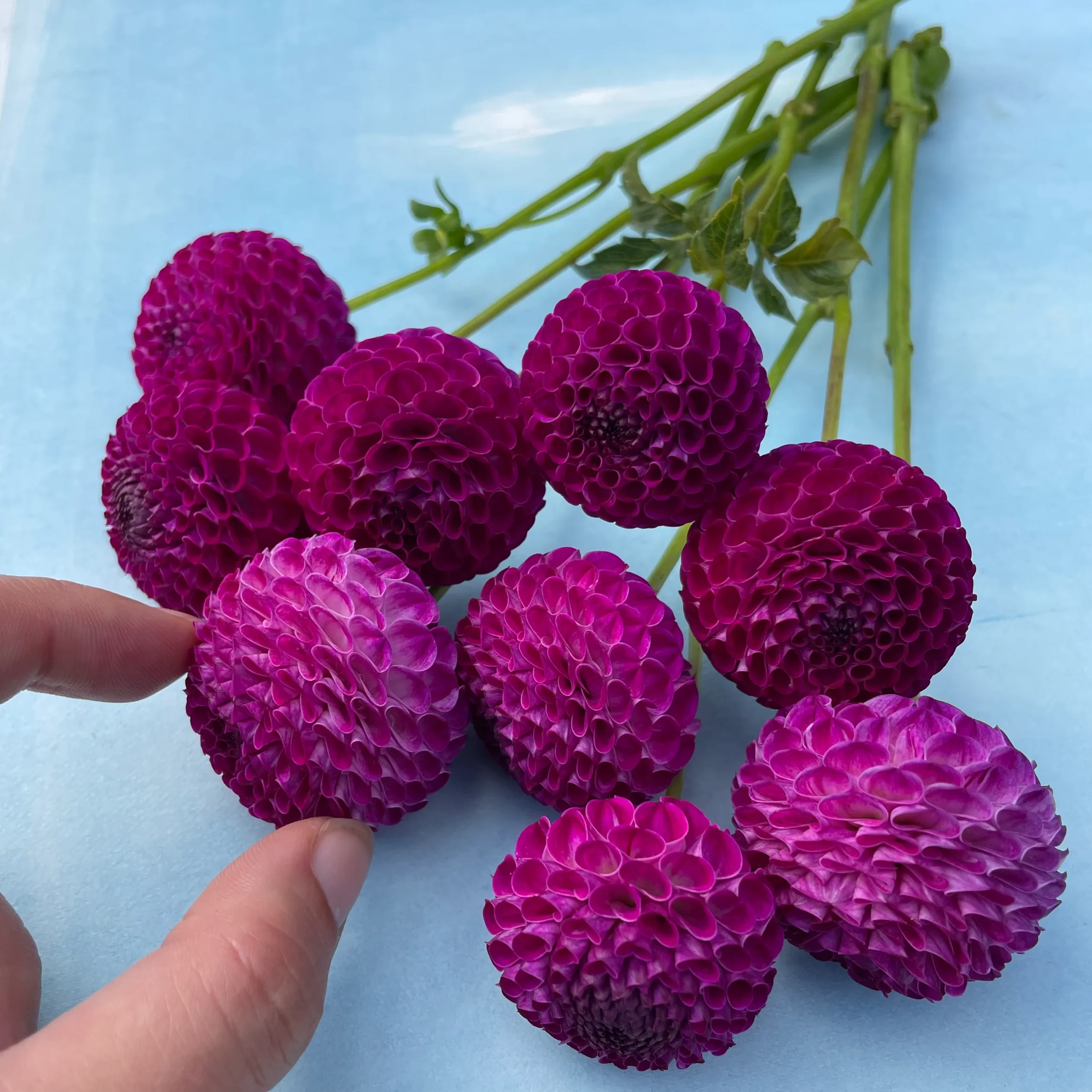 Willow's Violet gumball sized blooms.