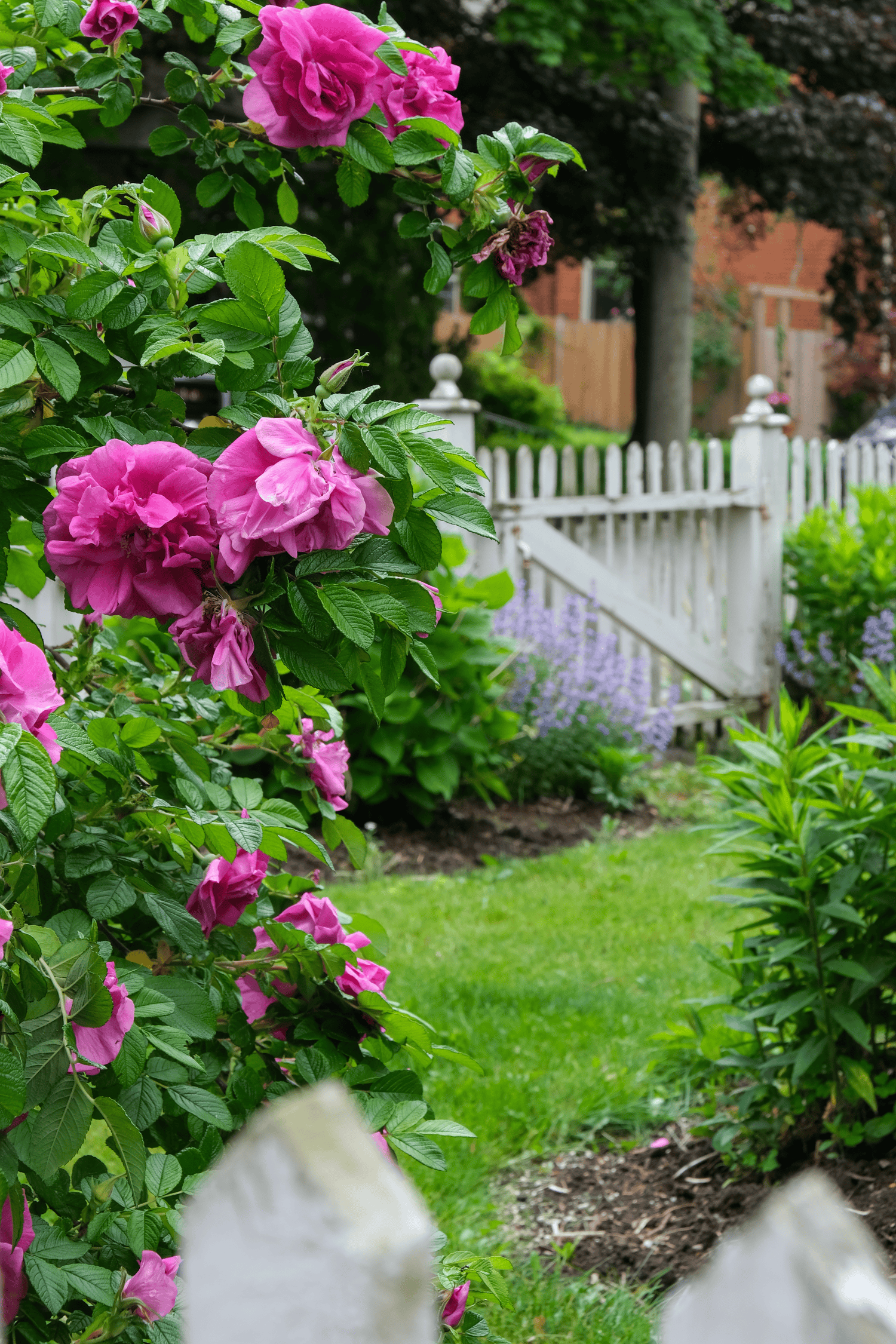 Hansa rose bush in front of an old white picket fence and grass path.