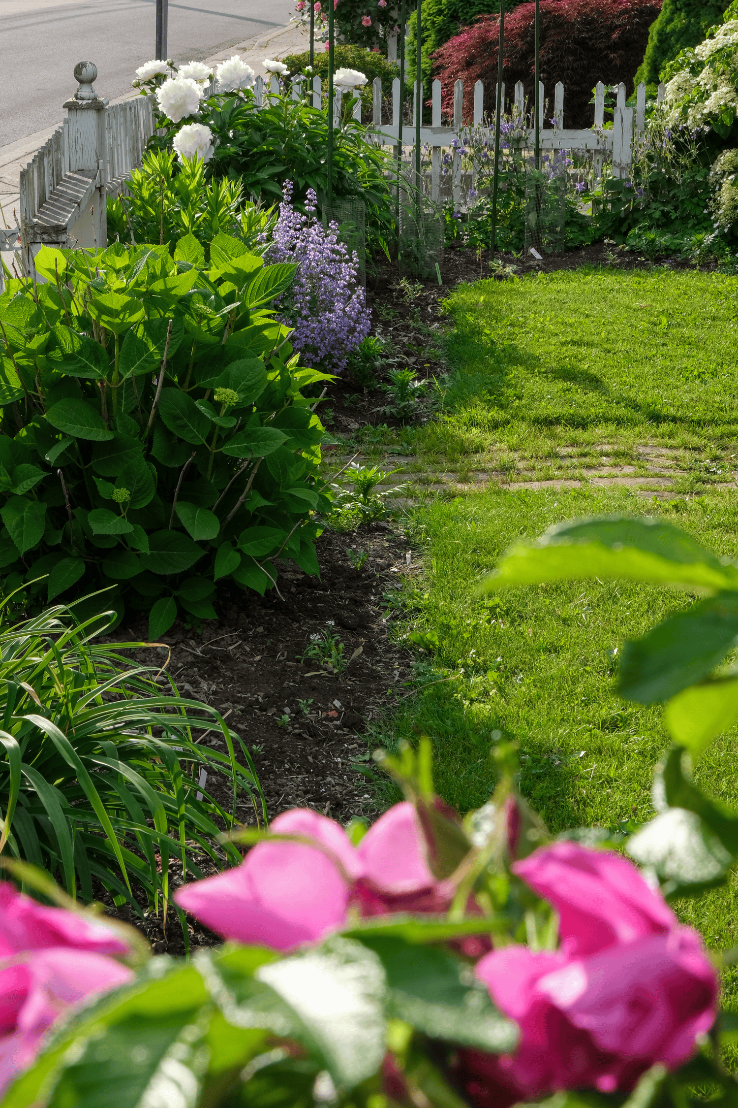 An English cottage garden with purple catmint, white peony, and pink roses in bloom.