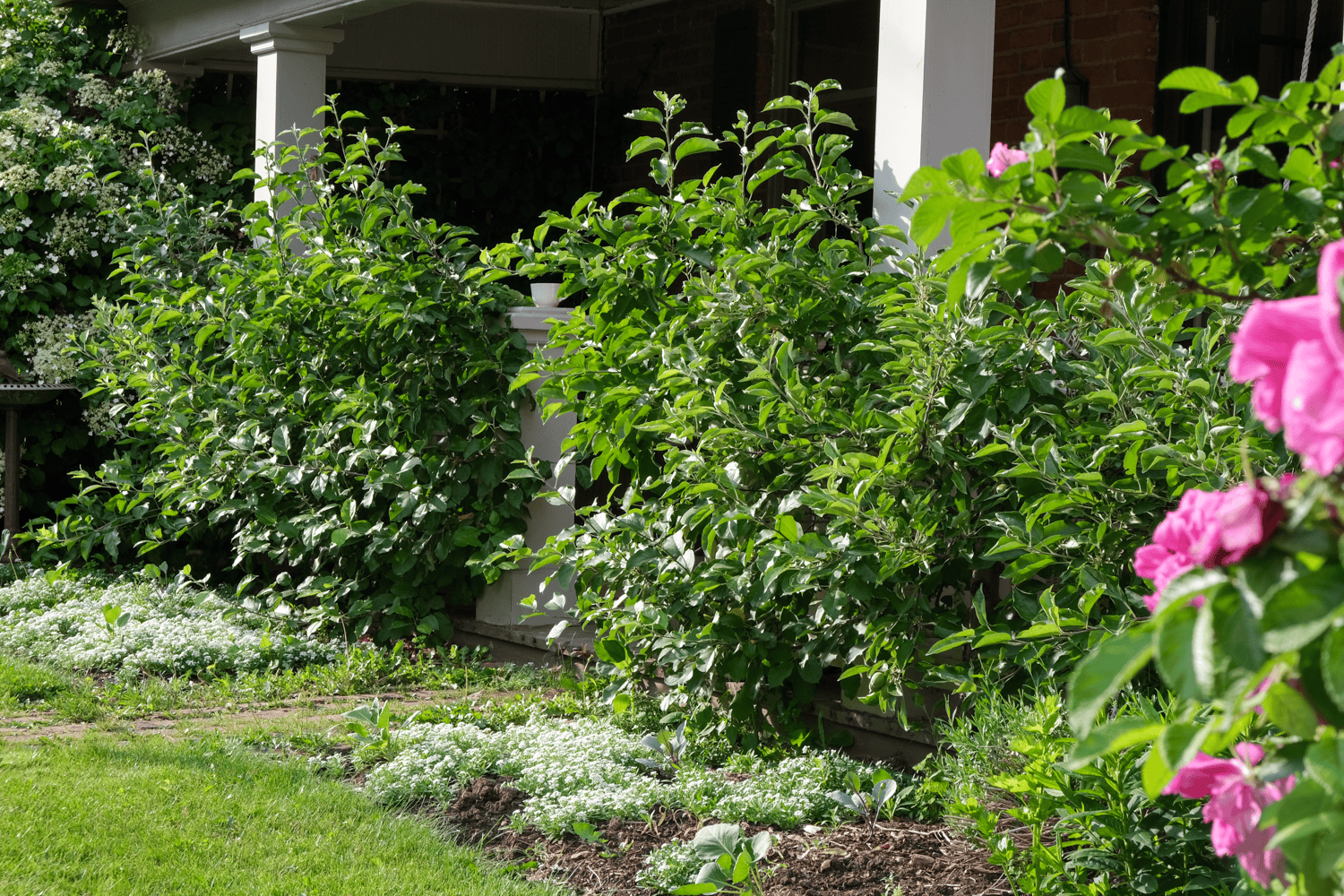 Apple espalier trees cover the white front porch of a house.
