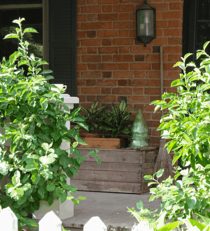 A wood box with plants and plastic cloches on it as seen through the trees onto a front porch.