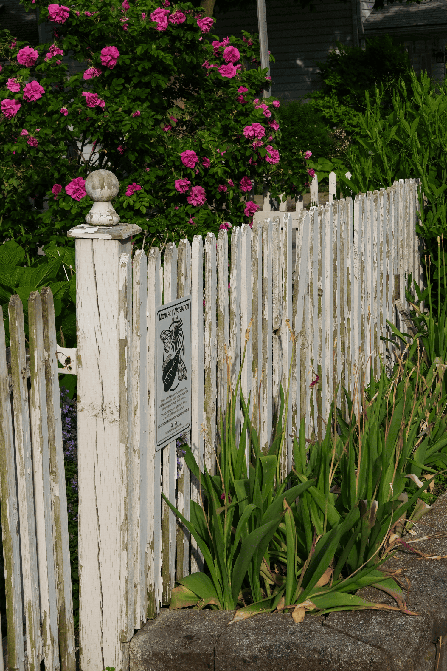 An old white picket fence with tulip greens in front and an antique Hansa rose behind.