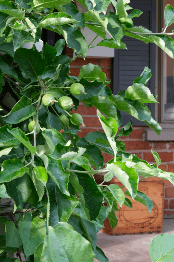 A cluster of apples forming on an apple espalier tree around summer solstice.