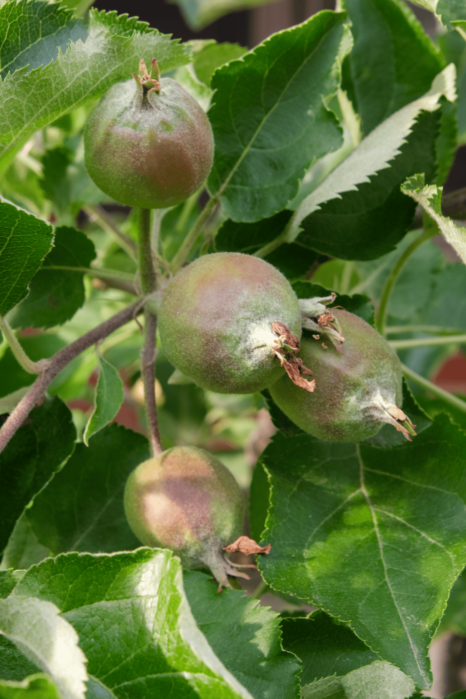 A cluster of young apples, with dried blooms and colour starting to show on skin.