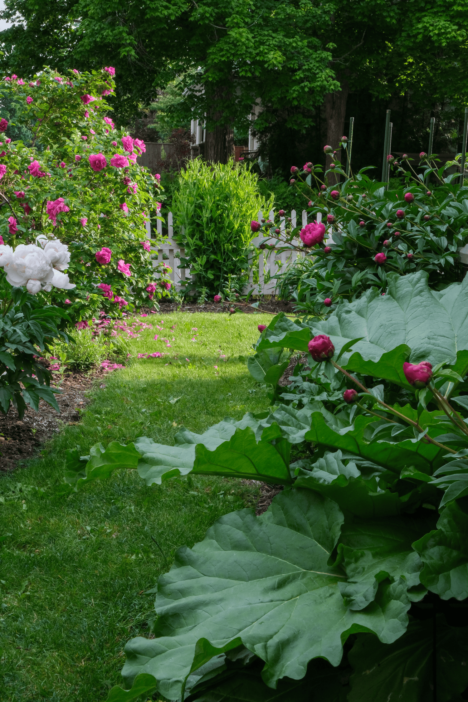 Winding narrow grass path through an English cottage garden with peony and roses in bloom, rhubarb forcing its way into the photo.
