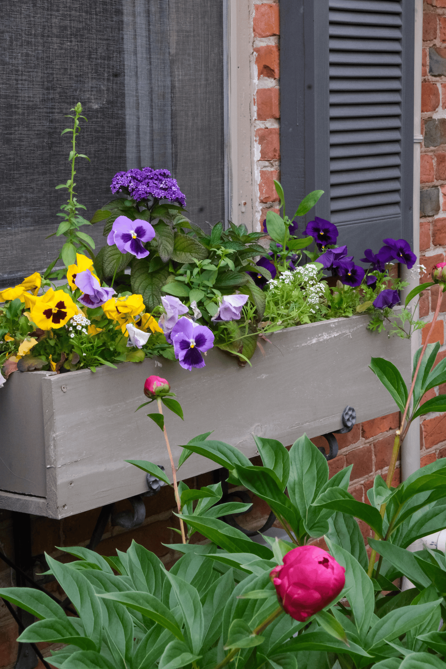A wood window box filled early in the season with pansies, snapdragon, heliotrope, alyssum, petunia and verbena.