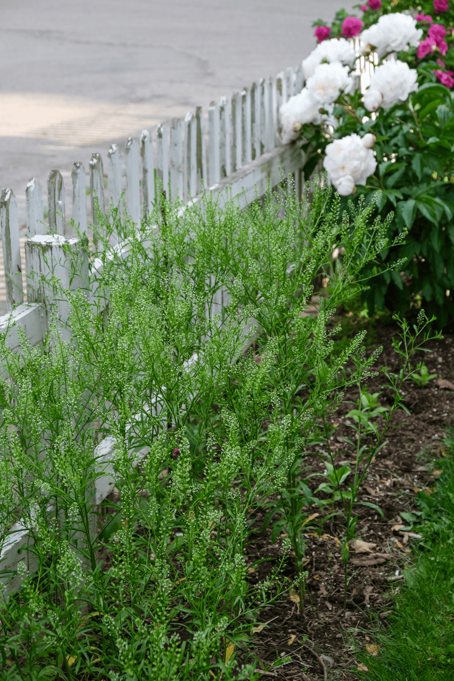 Self seeded cress grows in a flower border in spring.