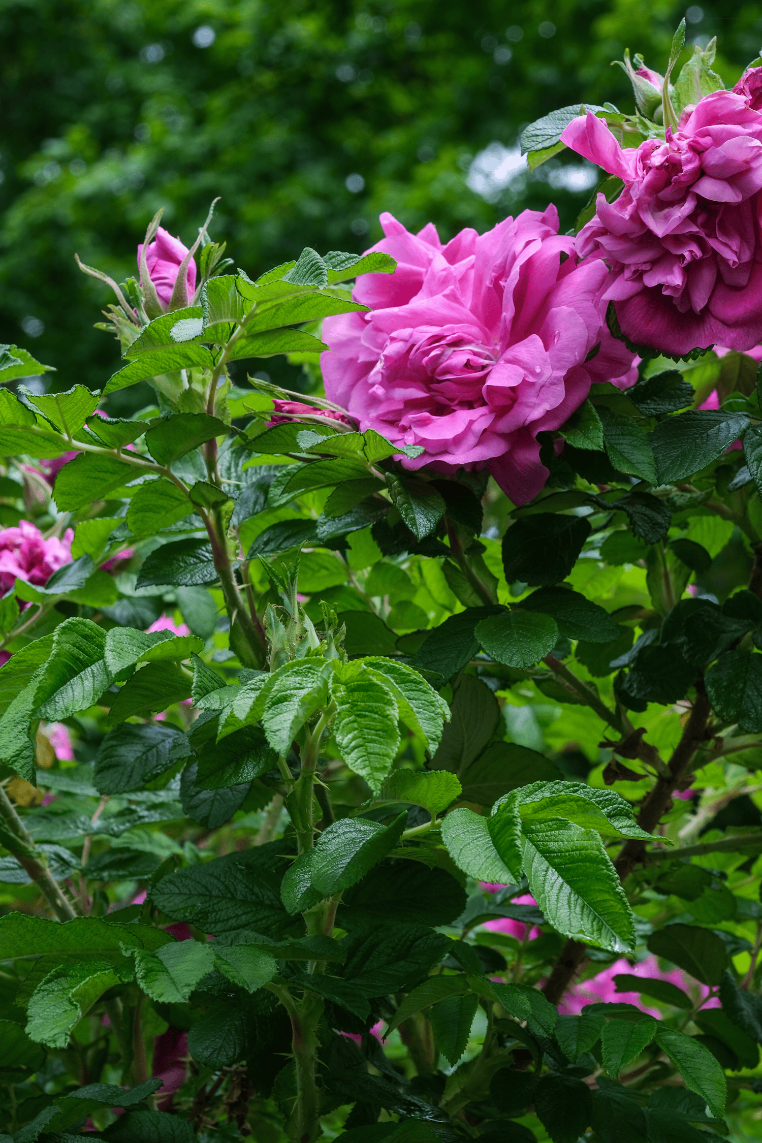 Hansa rose in bloom with buds.