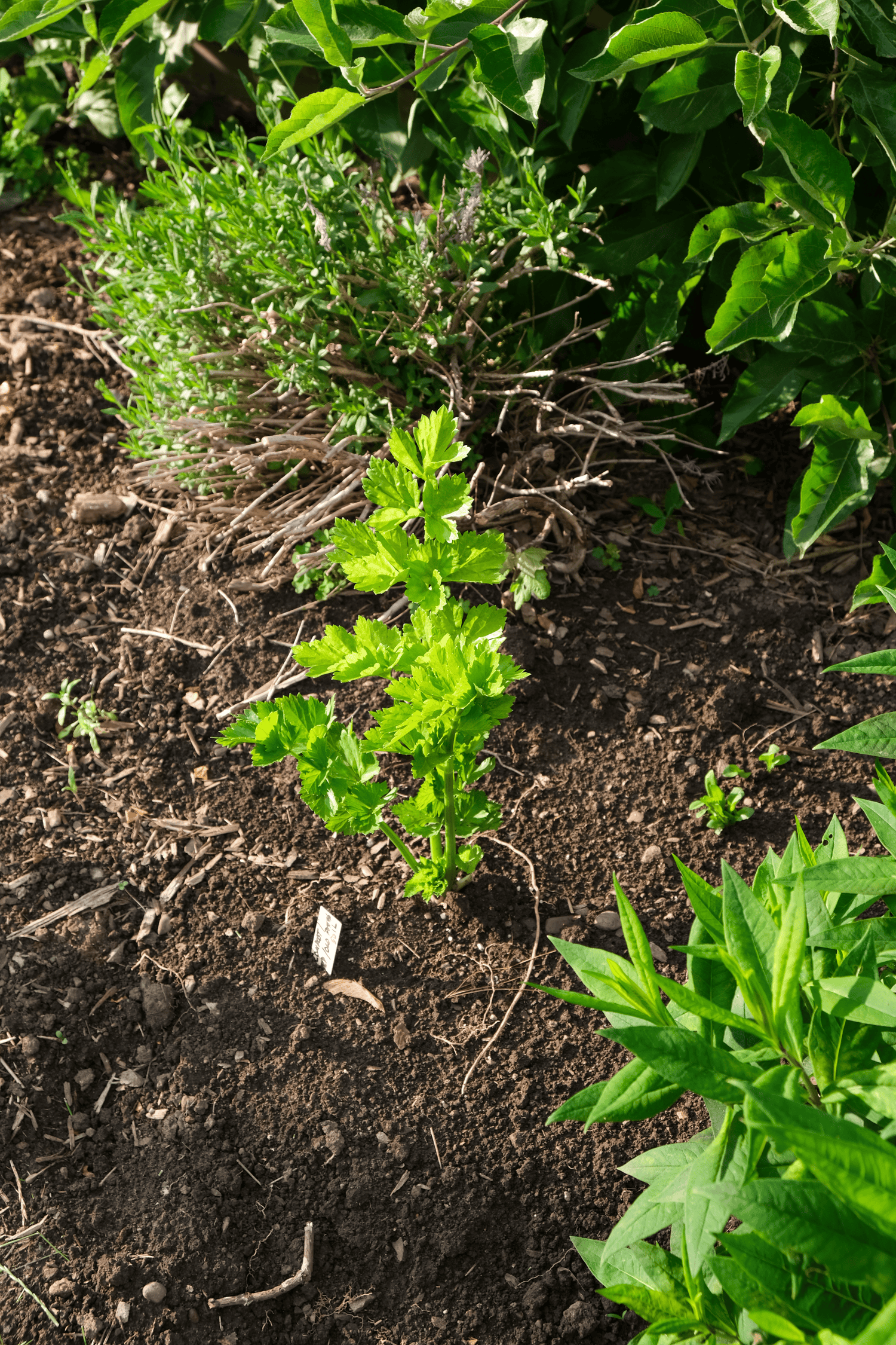 Celery grows in a spot of soil in a flower garden.