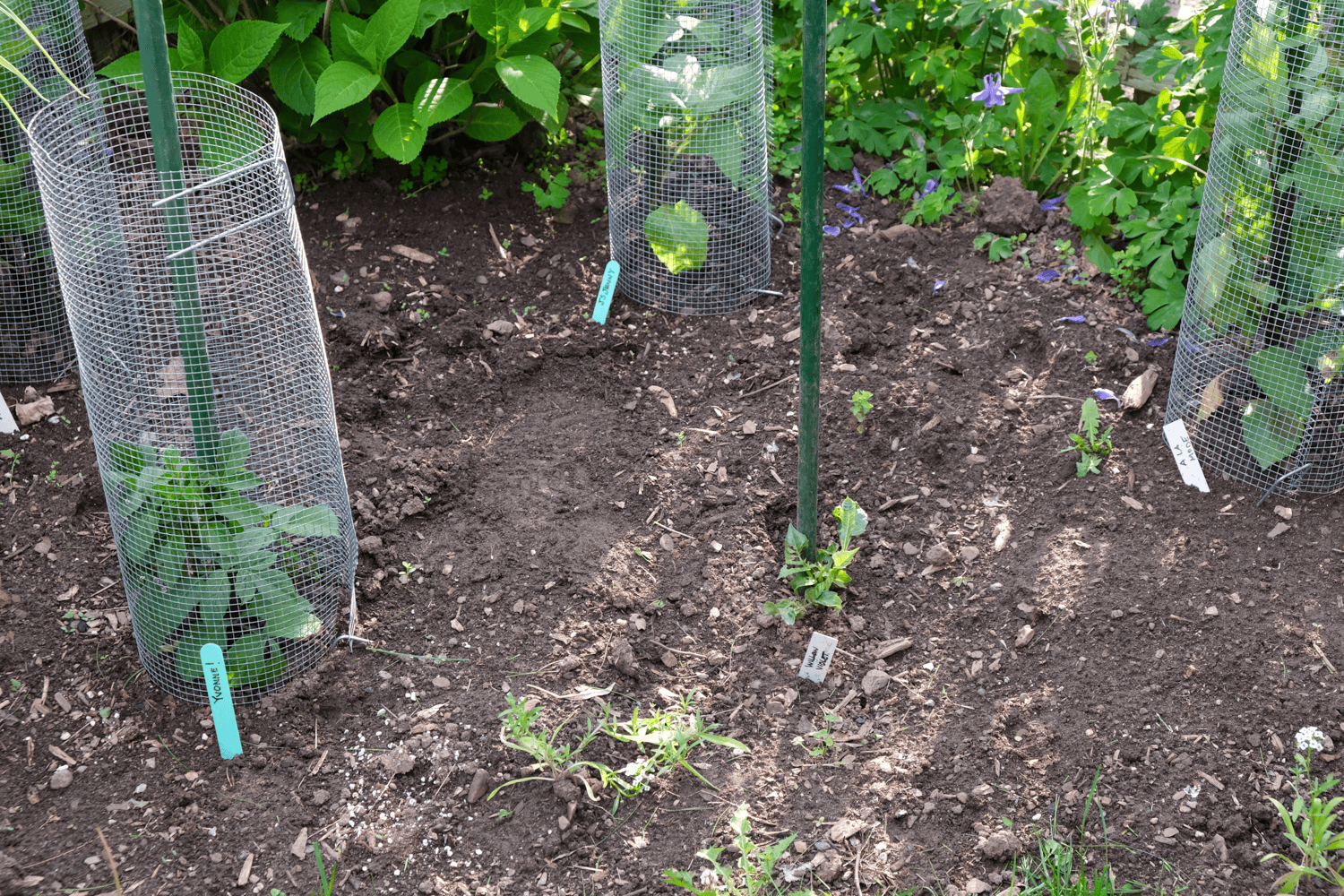 Dahlias with green stakes, planted 18" apart at centre, protected with collars of hardware cloth.