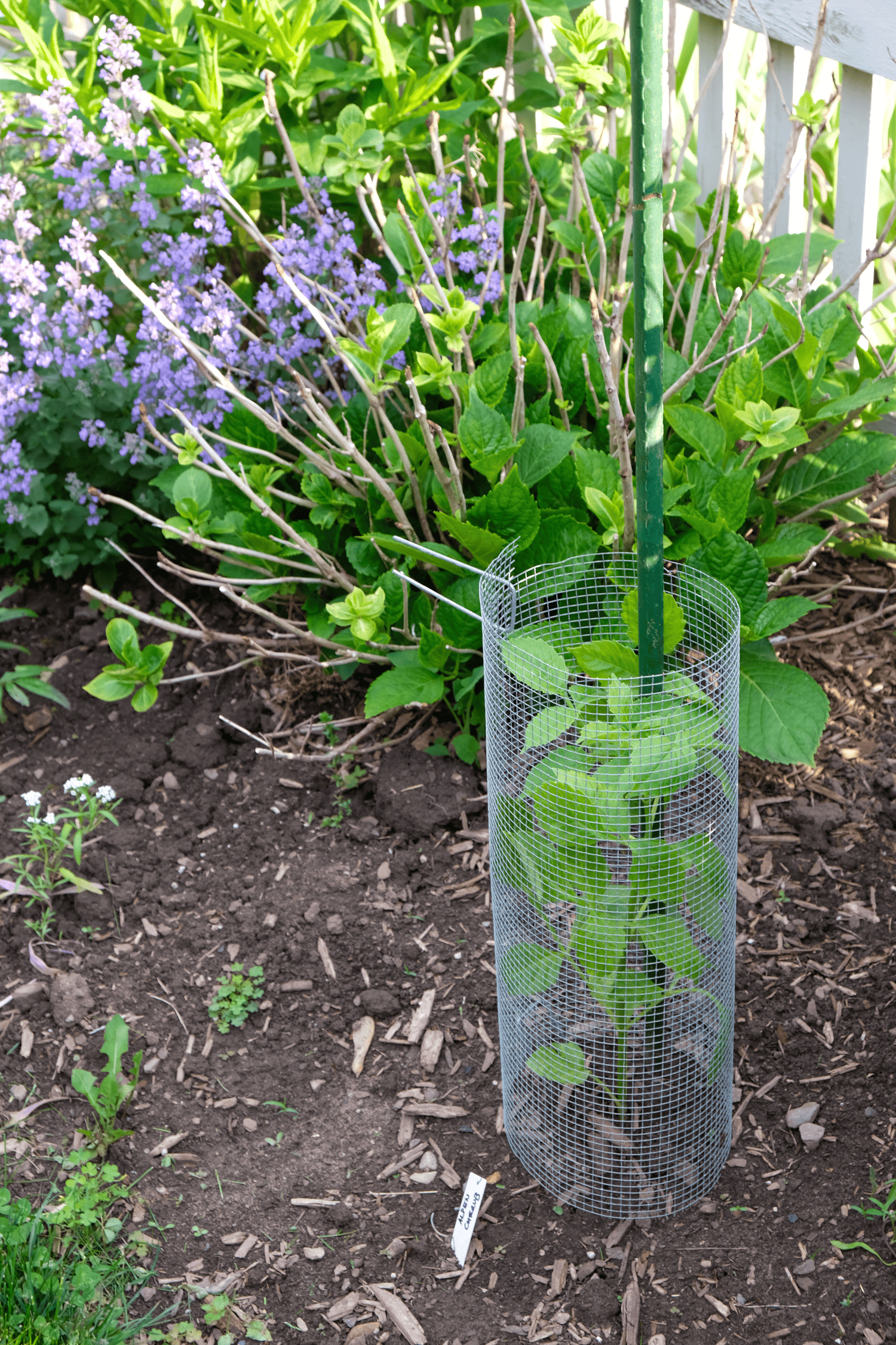 Young dahlias protected by a neck of ¼" hardware cloth.
