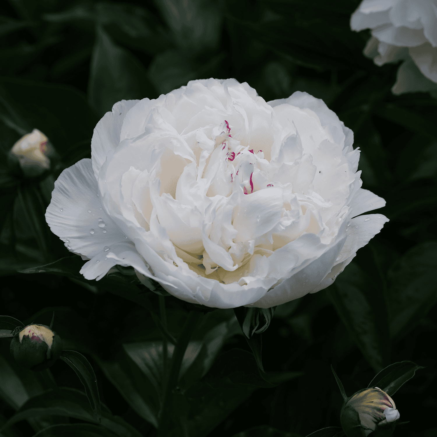 Shirley Temple peony on a very dark background.