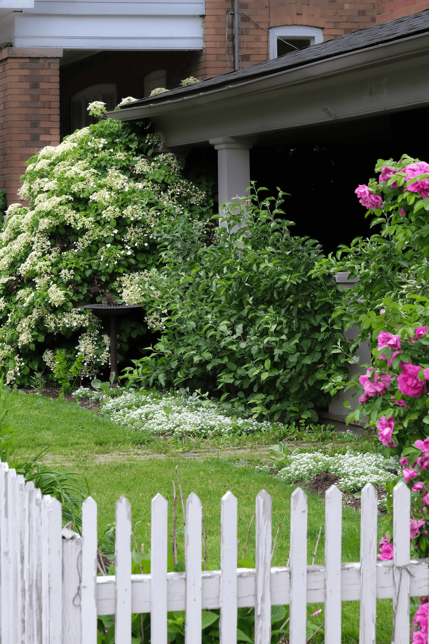 A white cottage porch covered in climbing hydrangea, roses and apple espaliers.