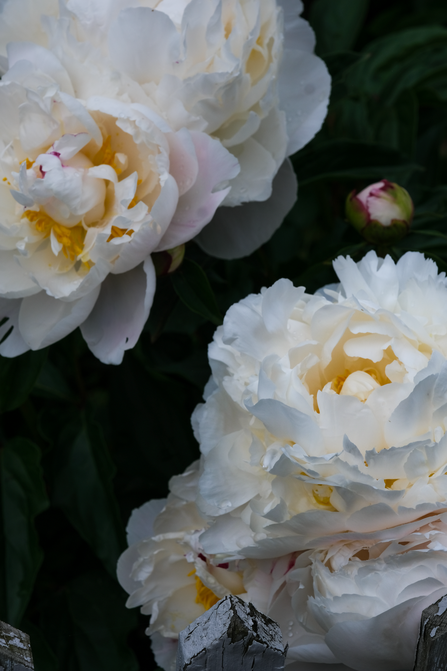 Shirley Temple peony in full bloom.
