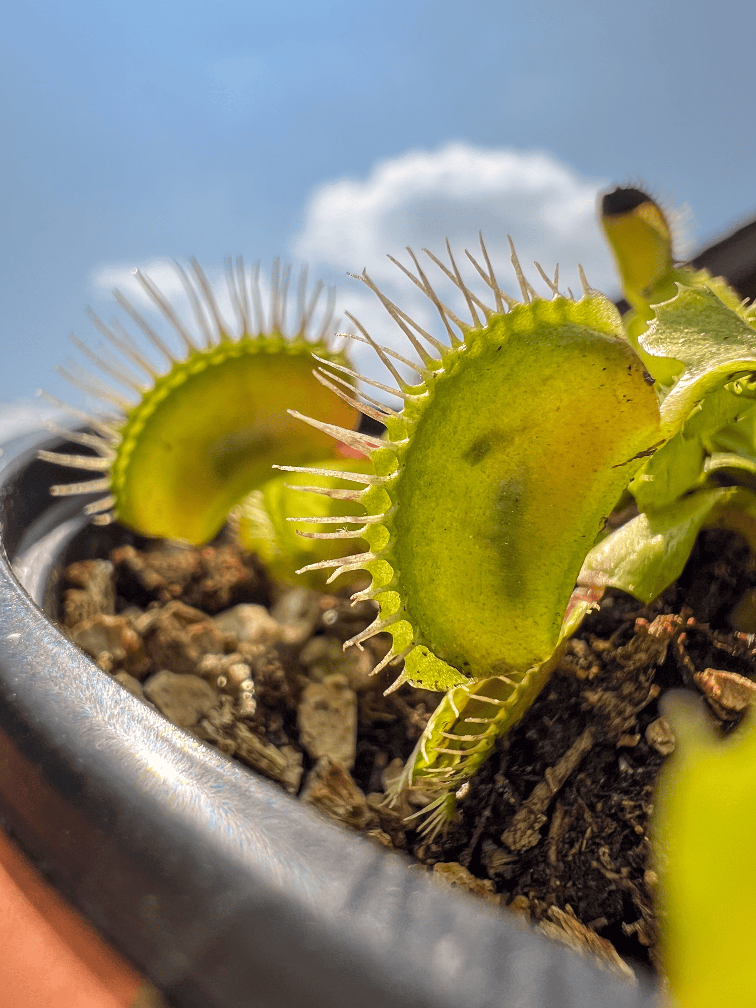Venus flytrap digesting a bug — how it works explained.