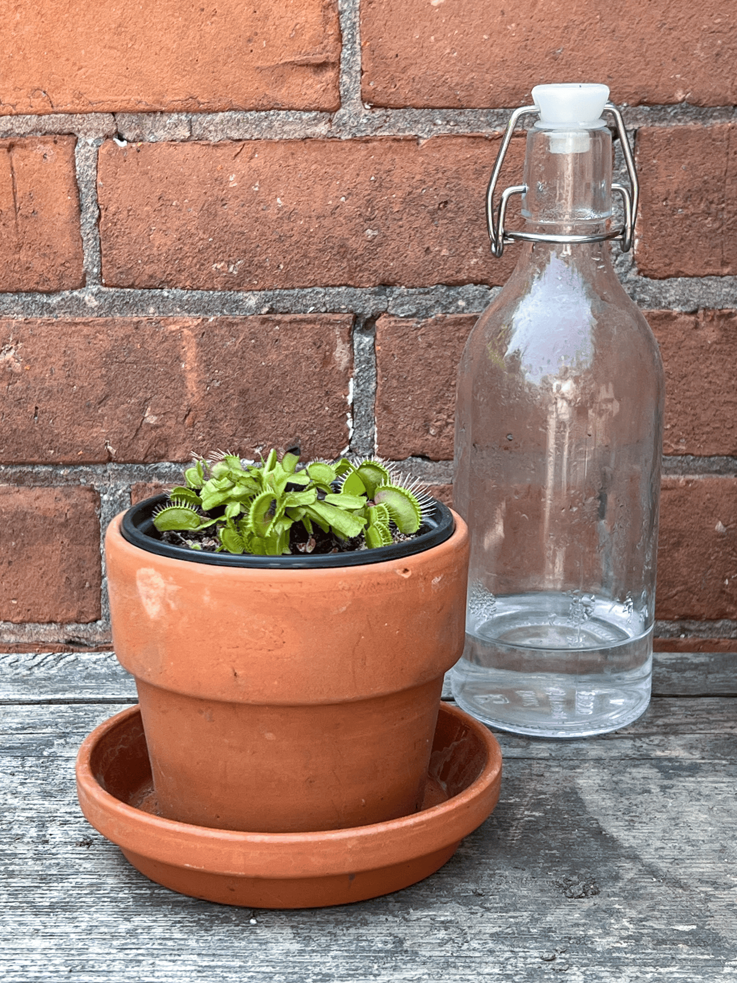 Venus Flytrap in a 4" clay pot outside against a brick wall, next to a glass bottle with rainwater in it.
