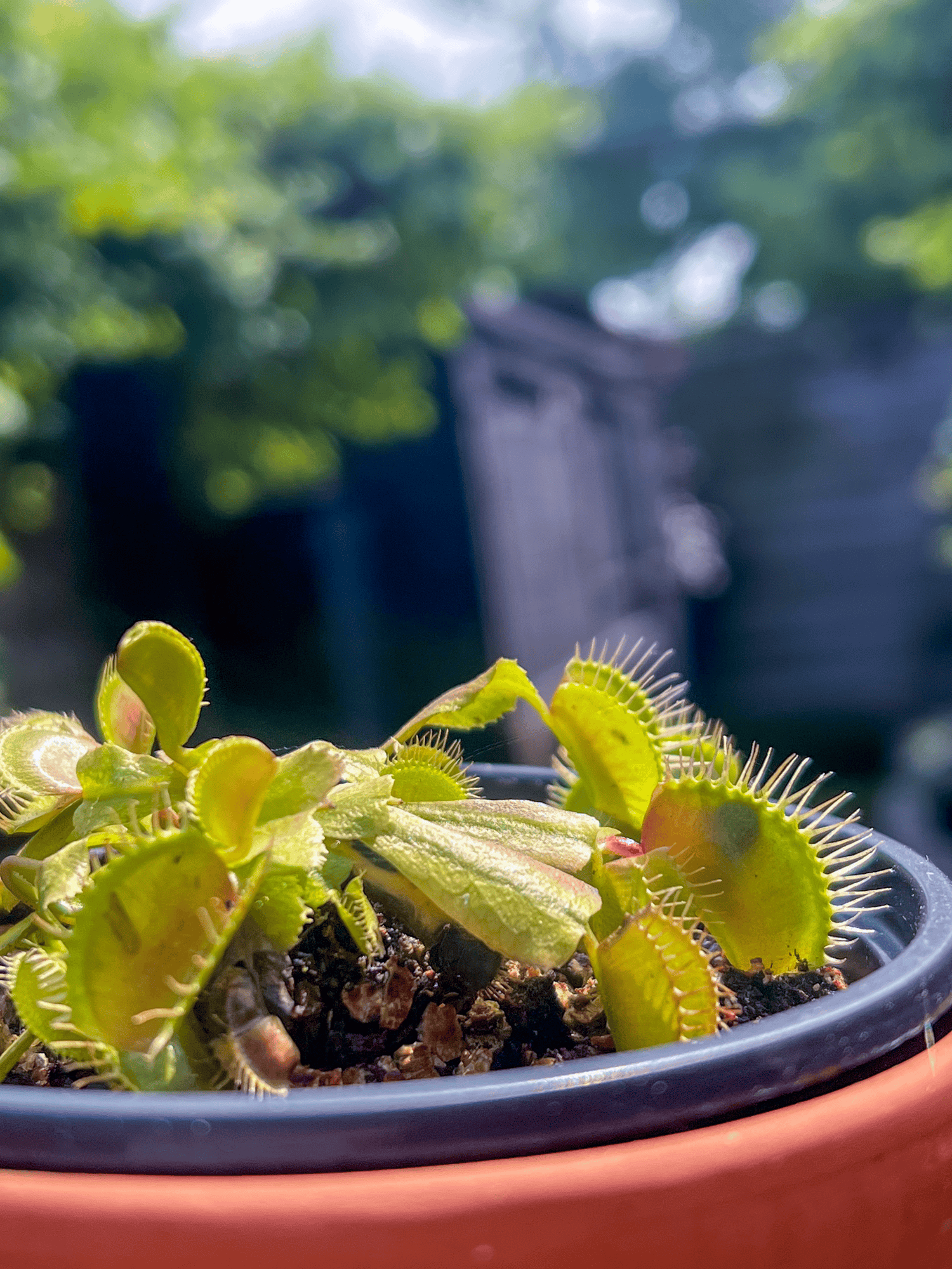 Venus flytrap with an insect shadow inside a closed trap.
