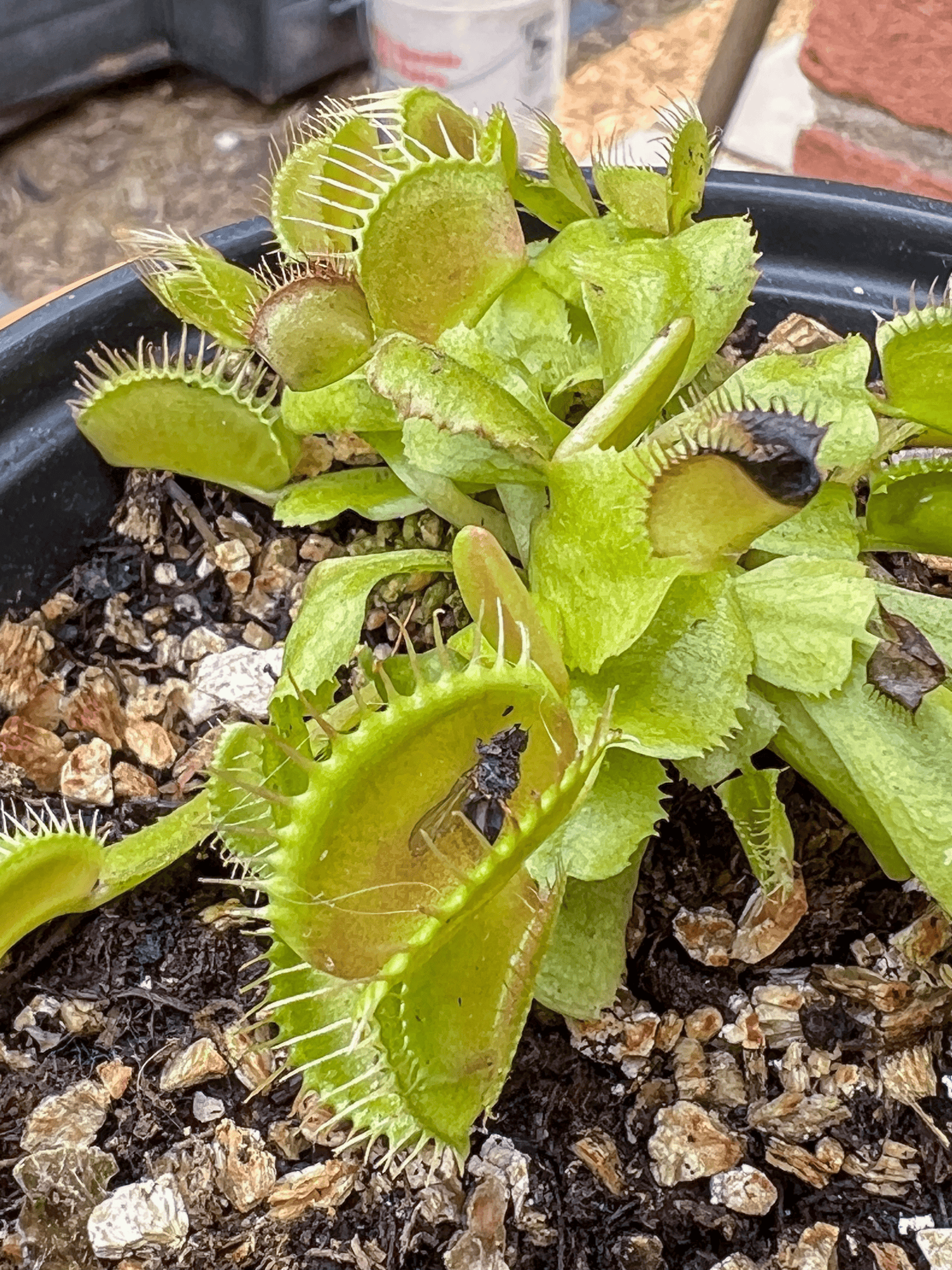 A venus flytrap showing off a fly exoskeleton and some black tipped leaves.