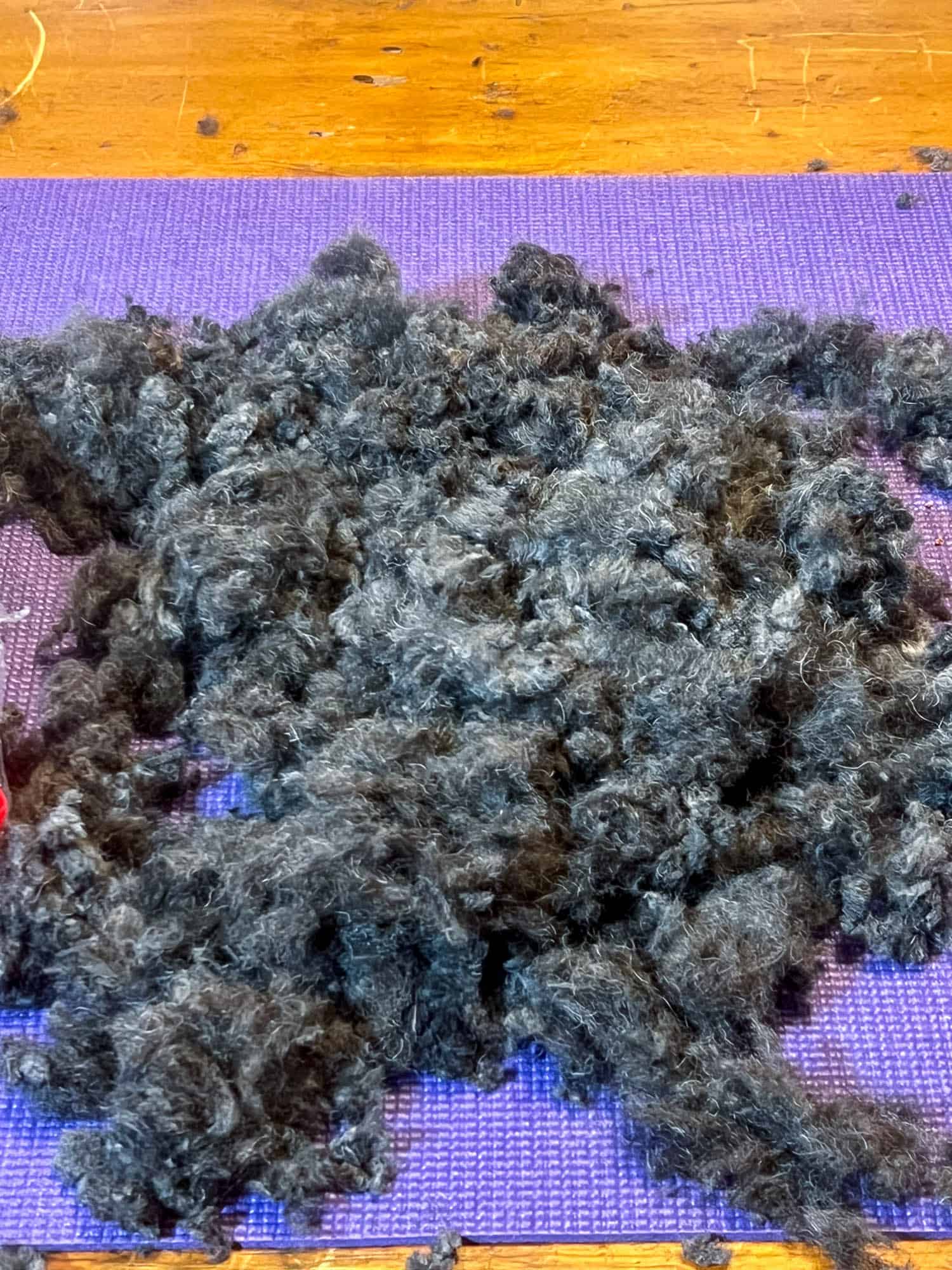 Blue standard poodle hair on grooming table after clipping.