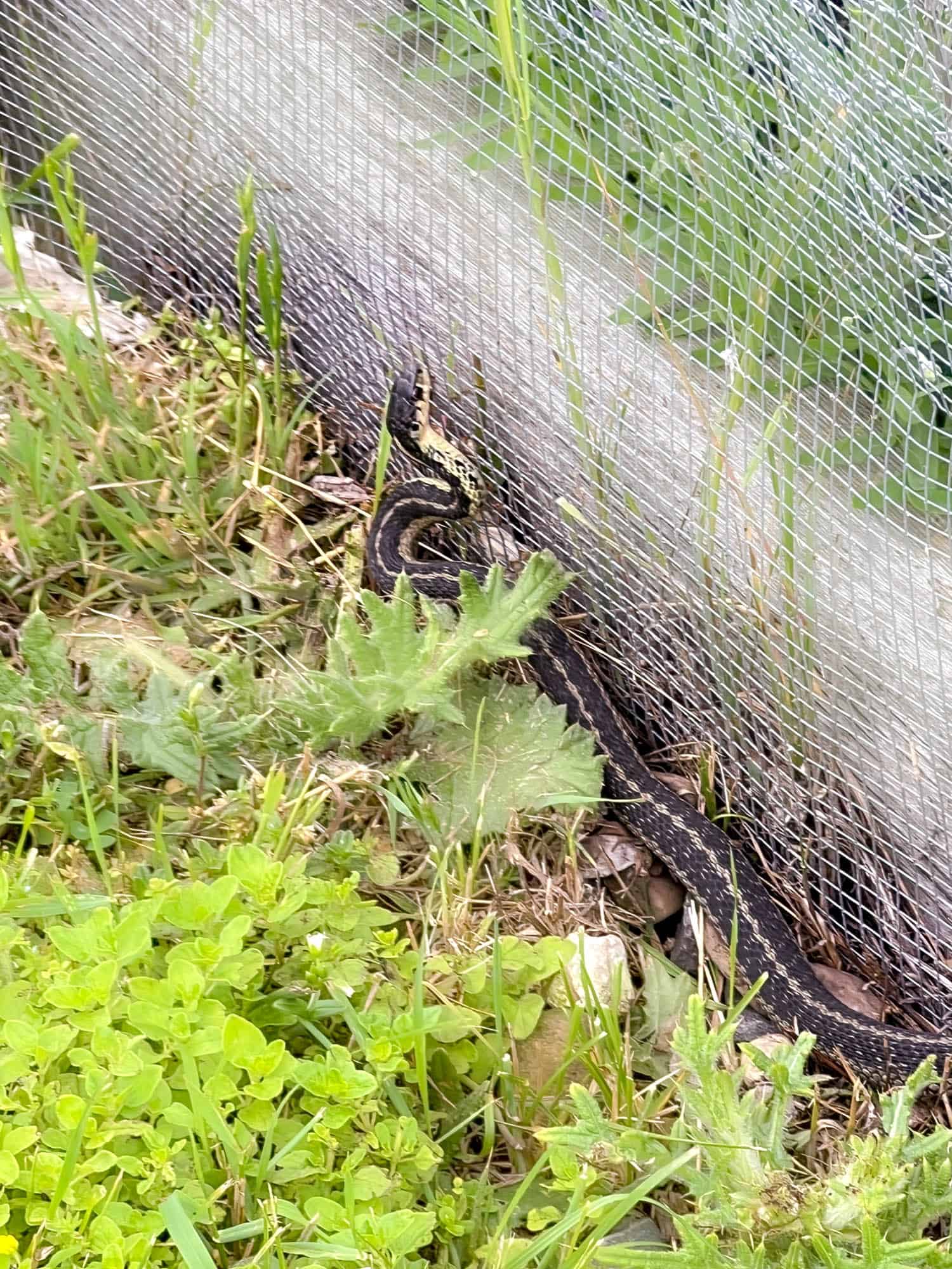 Garter snake at edge of mesh garden fence.