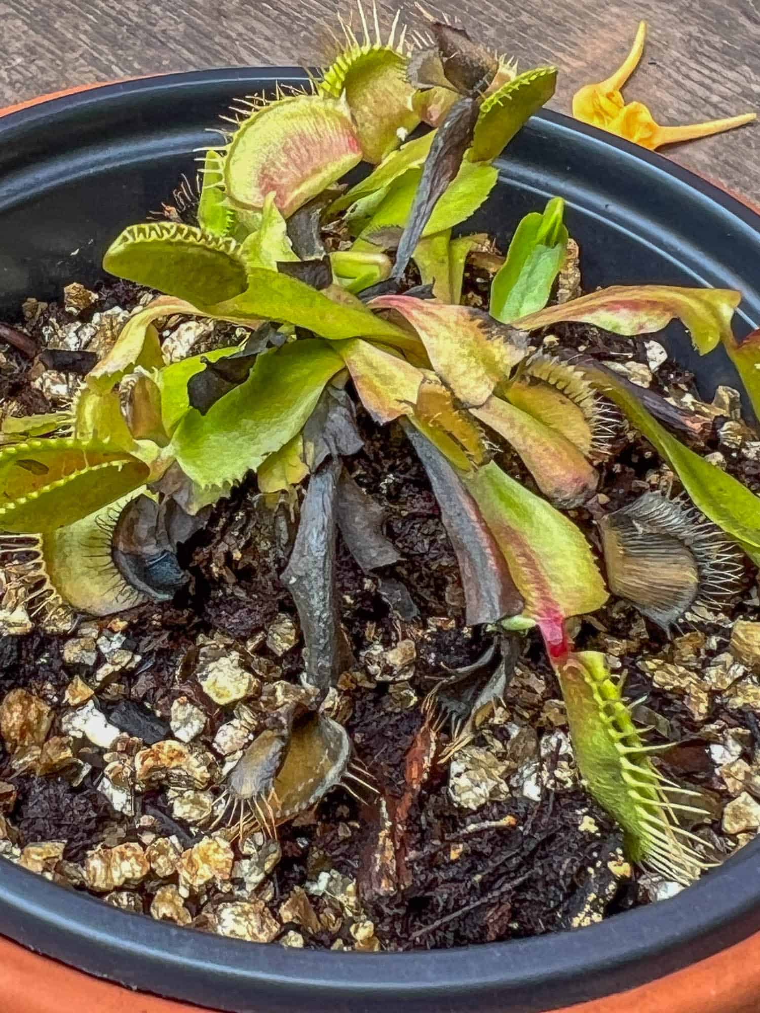Venus Flytrap with blackened traps.